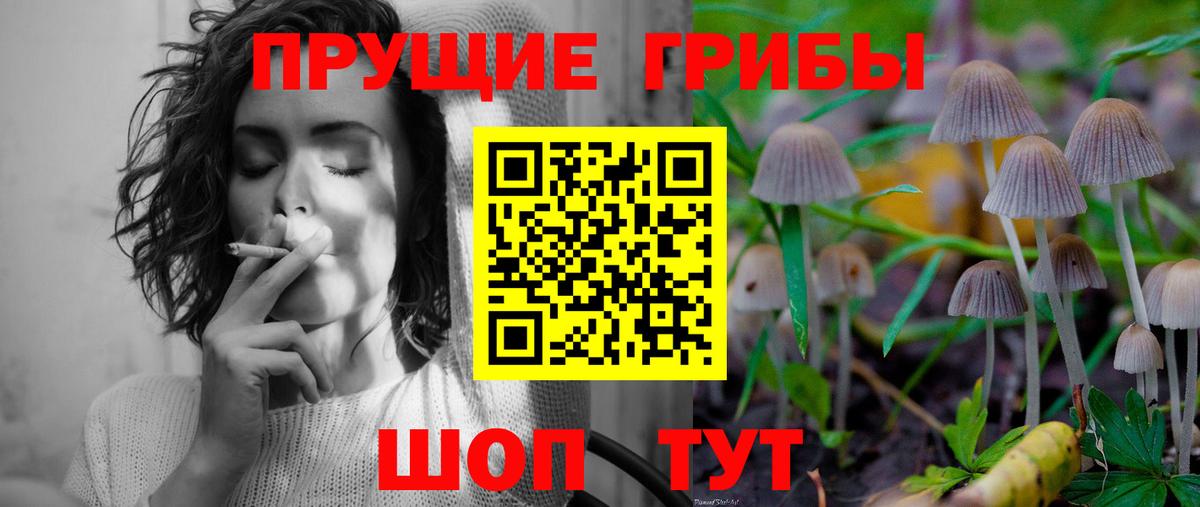 Галлюциногенные грибы Psilocybe Каменск-Шахтинский